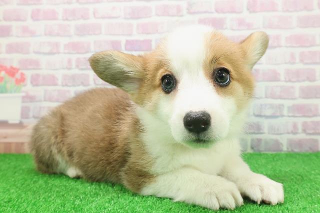 栃木県のウェルシュコーギーペンブローク (Coo&RIKUFKDインターパーク店/2025年11月22日生まれ/女の子/レッドホワイト)の子犬の3枚目の画像