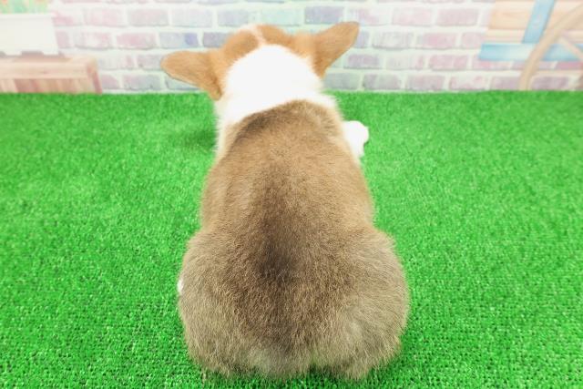 栃木県のウェルシュコーギーペンブローク (Coo&RIKUFKDインターパーク店/2025年11月22日生まれ/女の子/レッドホワイト)の子犬の4枚目の画像