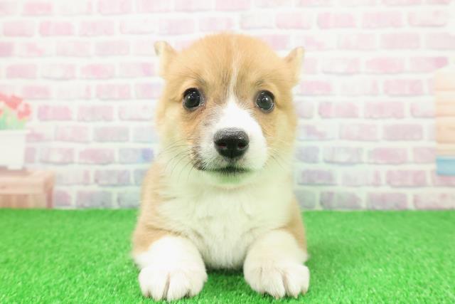 東京都のウェルシュコーギーペンブローク (Coo&RIKU東久留米店/2025年11月22日生まれ/女の子/レッドホワイト)の子犬の1枚目の画像