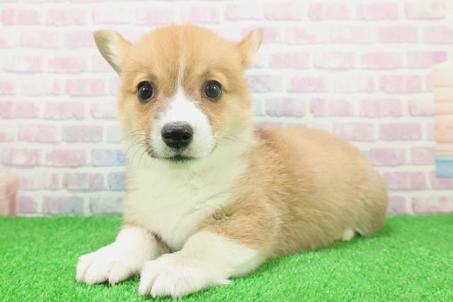 東京都のウェルシュコーギーペンブローク (Coo&RIKU東久留米店/2025年11月22日生まれ/女の子/レッドホワイト)の子犬の2枚目の画像