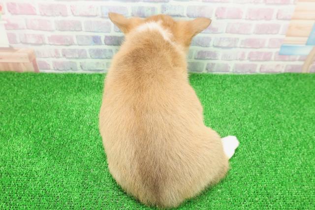 東京都のウェルシュコーギーペンブローク (Coo&RIKU東久留米店/2025年11月22日生まれ/女の子/レッドホワイト)の子犬の4枚目の画像