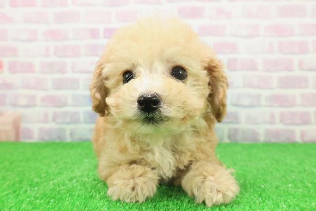 神奈川県のトイプードル(トイ) (Coo&RIKU横須賀店/2025年11月23日生まれ/男の子/アプリコット)の子犬の1枚目の画像