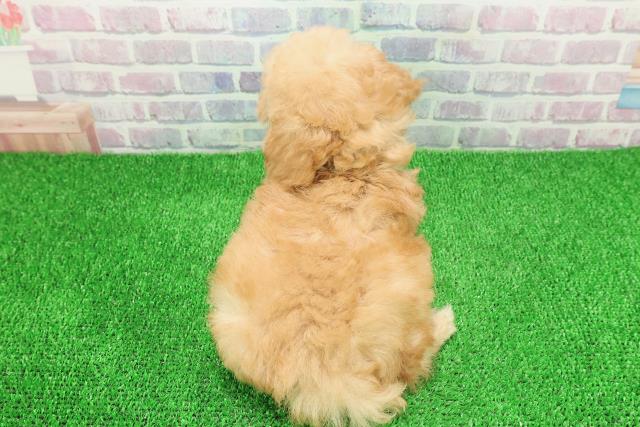 神奈川県のトイプードル(トイ) (Coo&RIKU横須賀店/2025年11月23日生まれ/男の子/アプリコット)の子犬の4枚目の画像