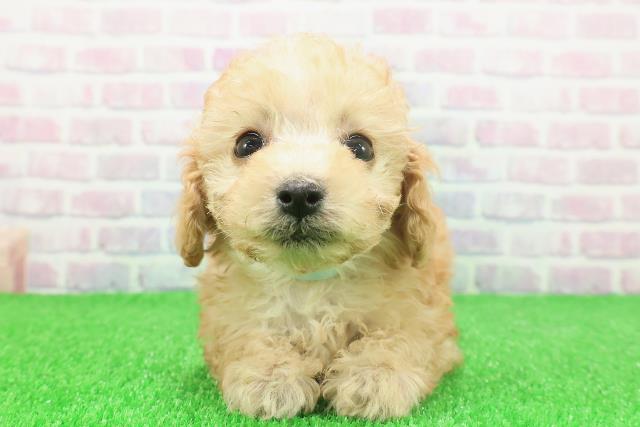 栃木県のトイプードル(トイ) (Coo&RIKUFKDインターパーク店/2025年11月23日生まれ/男の子/アプリコット)の子犬の1枚目の画像