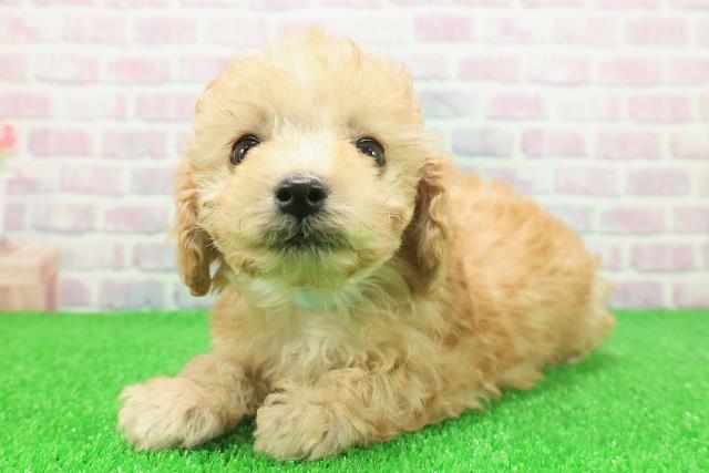 栃木県のトイプードル(トイ) (Coo&RIKUFKDインターパーク店/2025年11月23日生まれ/男の子/アプリコット)の子犬の2枚目の画像