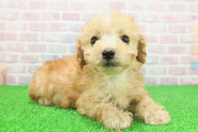 栃木県のトイプードル(トイ) (Coo&RIKUFKDインターパーク店/2025年11月23日生まれ/男の子/アプリコット)の子犬の3枚目の画像