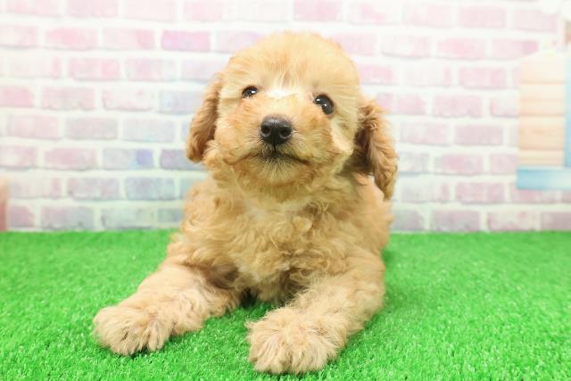 神奈川県のトイプードル(トイ) (Coo&RIKU横浜港南台店/2025年11月23日生まれ/女の子/アプリコット)の子犬の1枚目の画像