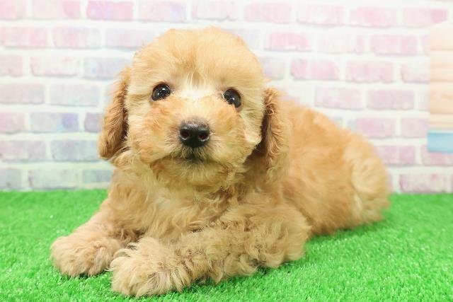 神奈川県のトイプードル(トイ) (Coo&RIKU横浜港南台店/2025年11月23日生まれ/女の子/アプリコット)の子犬の2枚目の画像