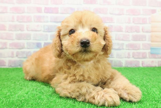 神奈川県のトイプードル(トイ) (Coo&RIKU横浜港南台店/2025年11月23日生まれ/女の子/アプリコット)の子犬の3枚目の画像