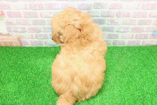 神奈川県のトイプードル(トイ) (Coo&RIKU横浜港南台店/2025年11月23日生まれ/女の子/アプリコット)の子犬の4枚目の画像