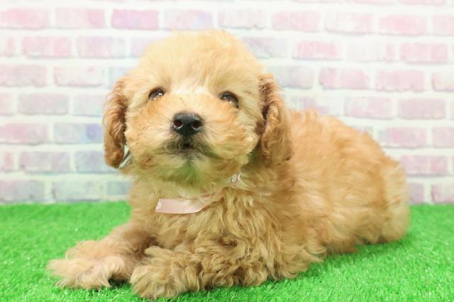 栃木県のトイプードル(トイ) (Coo&RIKU宇都宮店/2025年11月23日生まれ/女の子/アプリコット)の子犬の2枚目の画像