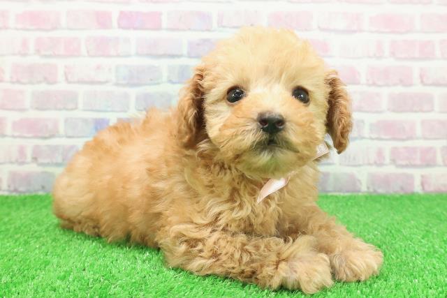 栃木県のトイプードル(トイ) (Coo&RIKU宇都宮店/2025年11月23日生まれ/女の子/アプリコット)の子犬の3枚目の画像