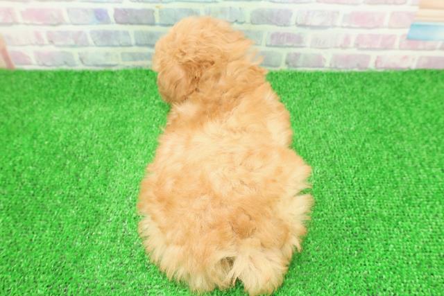 栃木県のトイプードル(トイ) (Coo&RIKU宇都宮店/2025年11月23日生まれ/女の子/アプリコット)の子犬の4枚目の画像