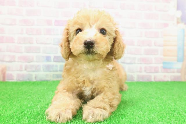 栃木県のトイプードル(トイ) (Coo&RIKUFKDインターパーク店/2025年11月23日生まれ/女の子/アプリコット)の子犬の1枚目の画像