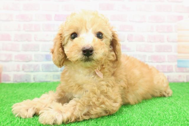 栃木県のトイプードル(トイ) (Coo&RIKUFKDインターパーク店/2025年11月23日生まれ/女の子/アプリコット)の子犬の2枚目の画像