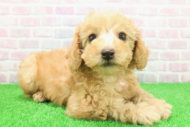 栃木県のトイプードル(トイ) (Coo&RIKUFKDインターパーク店/2025年11月23日生まれ/女の子/アプリコット)の子犬の3枚目の画像