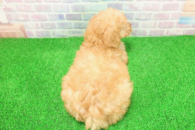栃木県のトイプードル(トイ) (Coo&RIKUFKDインターパーク店/2025年11月23日生まれ/女の子/アプリコット)の子犬の4枚目の画像