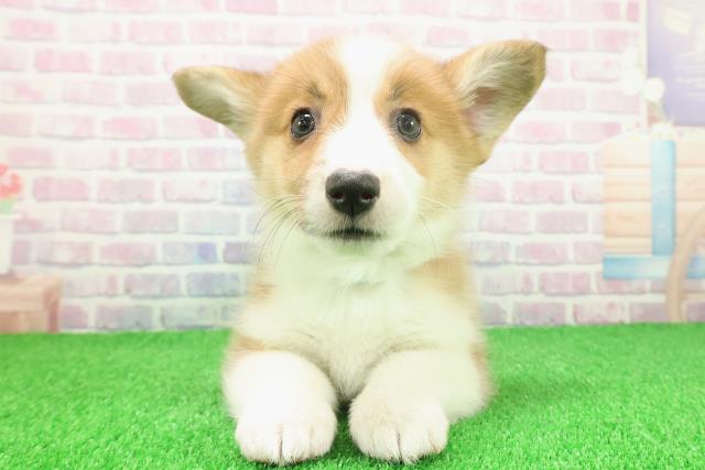 千葉県のウェルシュコーギーペンブローク (Coo&RIKUアクロスモール新鎌ケ谷店/2025年11月23日生まれ/男の子/レッドホワイト)の子犬の1枚目の画像