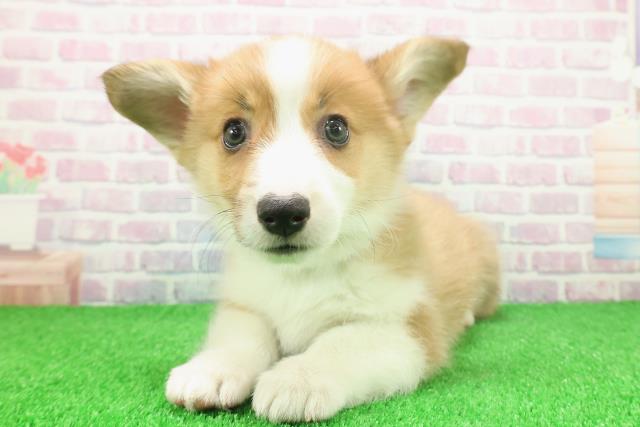 千葉県のウェルシュコーギーペンブローク (Coo&RIKUアクロスモール新鎌ケ谷店/2025年11月23日生まれ/男の子/レッドホワイト)の子犬の2枚目の画像