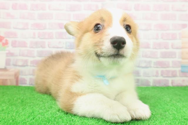 千葉県のウェルシュコーギーペンブローク (Coo&RIKUアクロスモール新鎌ケ谷店/2025年11月23日生まれ/男の子/レッドホワイト)の子犬の3枚目の画像