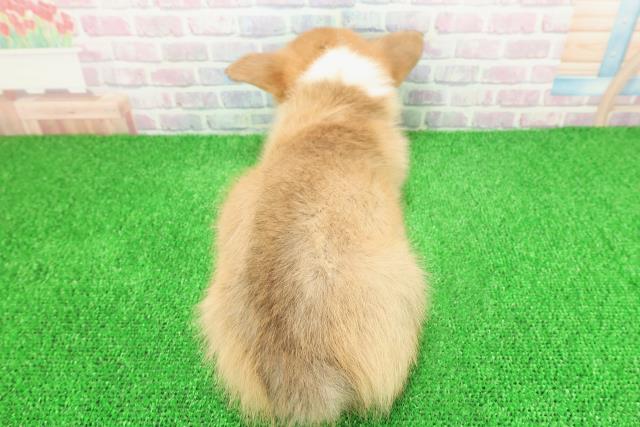 千葉県のウェルシュコーギーペンブローク (Coo&RIKUアクロスモール新鎌ケ谷店/2025年11月23日生まれ/男の子/レッドホワイト)の子犬の4枚目の画像