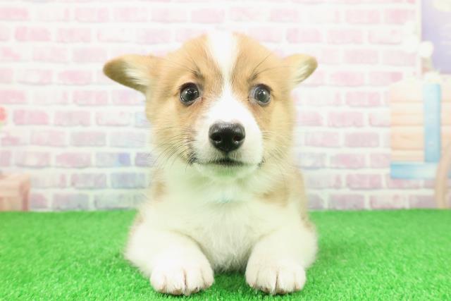 神奈川県のウェルシュコーギーペンブローク (Coo&RIKU小田原店/2025年11月23日生まれ/男の子/レッドホワイト)の子犬の1枚目の画像