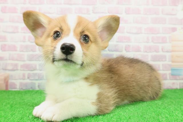 神奈川県のウェルシュコーギーペンブローク (Coo&RIKU小田原店/2025年11月23日生まれ/男の子/レッドホワイト)の子犬の2枚目の画像