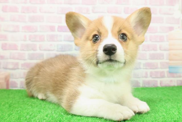 神奈川県のウェルシュコーギーペンブローク (Coo&RIKU小田原店/2025年11月23日生まれ/男の子/レッドホワイト)の子犬の3枚目の画像