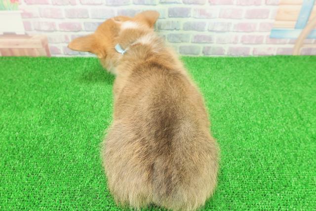 神奈川県のウェルシュコーギーペンブローク (Coo&RIKU小田原店/2025年11月23日生まれ/男の子/レッドホワイト)の子犬の4枚目の画像