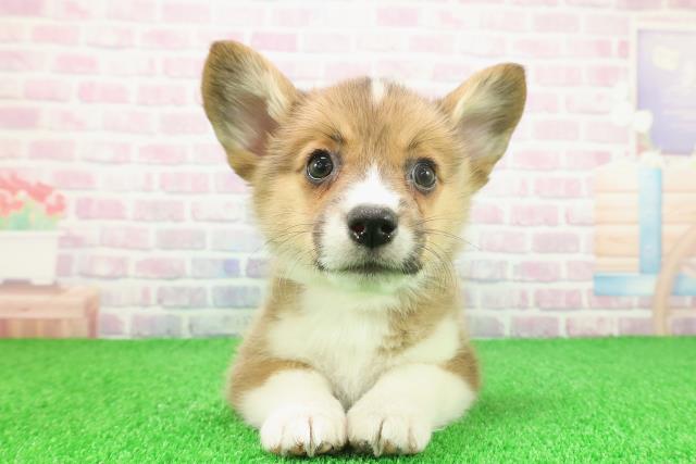 東京都のウェルシュコーギーペンブローク (Coo&RIKU練馬店/2025年11月23日生まれ/女の子/レッドホワイト)の子犬の1枚目の画像