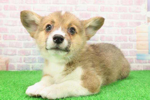 東京都のウェルシュコーギーペンブローク (Coo&RIKU練馬店/2025年11月23日生まれ/女の子/レッドホワイト)の子犬の2枚目の画像