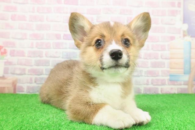 東京都のウェルシュコーギーペンブローク (Coo&RIKU練馬店/2025年11月23日生まれ/女の子/レッドホワイト)の子犬の3枚目の画像