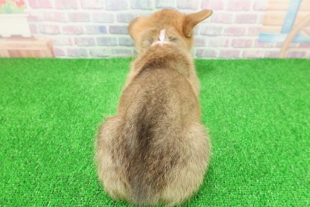 東京都のウェルシュコーギーペンブローク (Coo&RIKU練馬店/2025年11月23日生まれ/女の子/レッドホワイト)の子犬の4枚目の画像