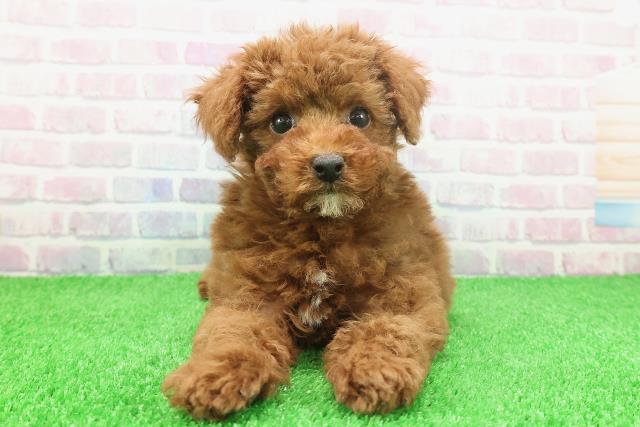 栃木県のトイプードル(トイ) (Coo&RIKU小山店/2025年11月25日生まれ/女の子/レッド)の子犬の1枚目の画像