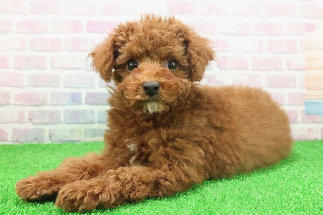 栃木県のトイプードル(トイ) (Coo&RIKU小山店/2025年11月25日生まれ/女の子/レッド)の子犬の2枚目の画像