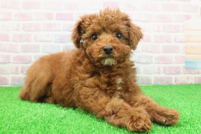 栃木県のトイプードル(トイ) (Coo&RIKU小山店/2025年11月25日生まれ/女の子/レッド)の子犬の3枚目の画像