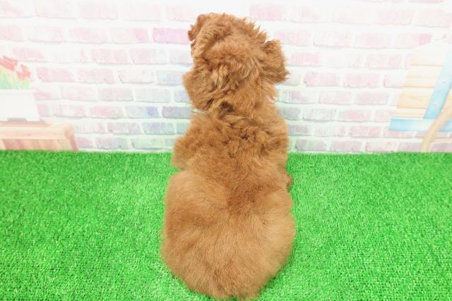 栃木県のトイプードル(トイ) (Coo&RIKU小山店/2025年11月25日生まれ/女の子/レッド)の子犬の4枚目の画像