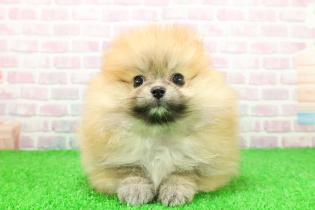 東京都のポメラニアン (Coo&RIKU池袋西口店/2025年11月25日生まれ/男の子/オレンジ)の子犬の1枚目の画像