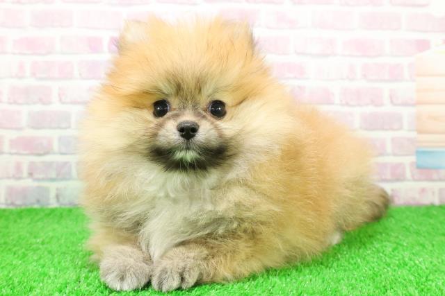 東京都のポメラニアン (Coo&RIKU池袋西口店/2025年11月25日生まれ/男の子/オレンジ)の子犬の2枚目の画像