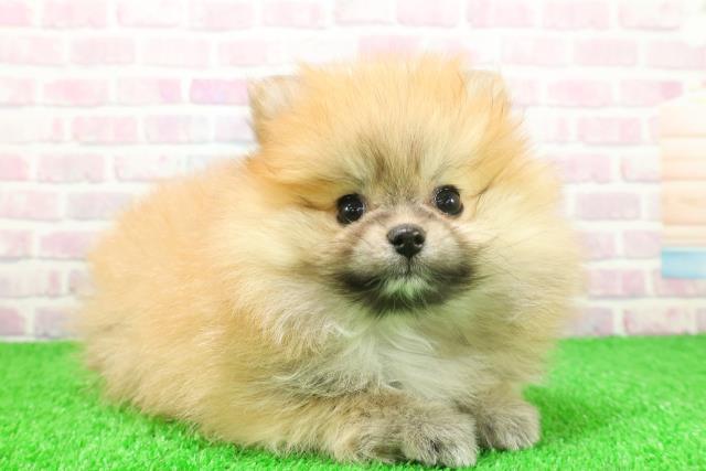 東京都のポメラニアン (Coo&RIKU池袋西口店/2025年11月25日生まれ/男の子/オレンジ)の子犬の3枚目の画像