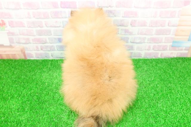 東京都のポメラニアン (Coo&RIKU池袋西口店/2025年11月25日生まれ/男の子/オレンジ)の子犬の4枚目の画像