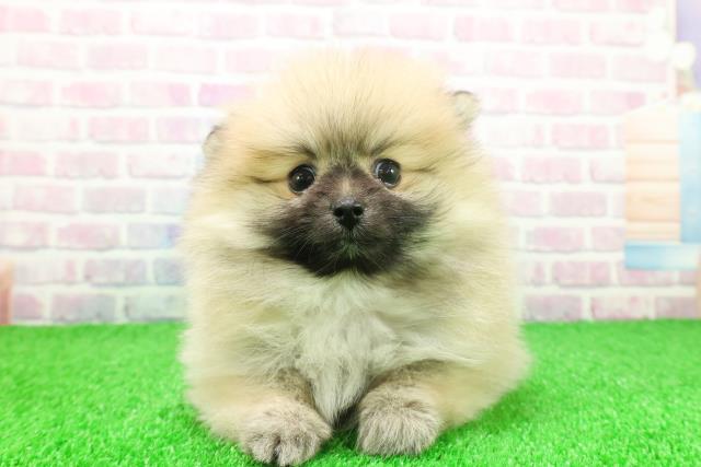 東京都のポメラニアン (Coo&RIKU赤坂店/2025年11月25日生まれ/女の子/ウルフセーブル)の子犬の1枚目の画像