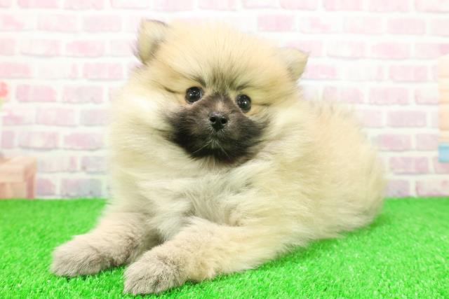 東京都のポメラニアン (Coo&RIKU赤坂店/2025年11月25日生まれ/女の子/ウルフセーブル)の子犬の2枚目の画像