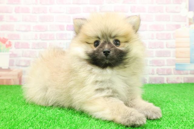 東京都のポメラニアン (Coo&RIKU赤坂店/2025年11月25日生まれ/女の子/ウルフセーブル)の子犬の3枚目の画像