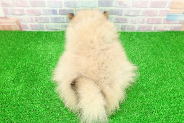 東京都のポメラニアン (Coo&RIKU赤坂店/2025年11月25日生まれ/女の子/ウルフセーブル)の子犬の4枚目の画像