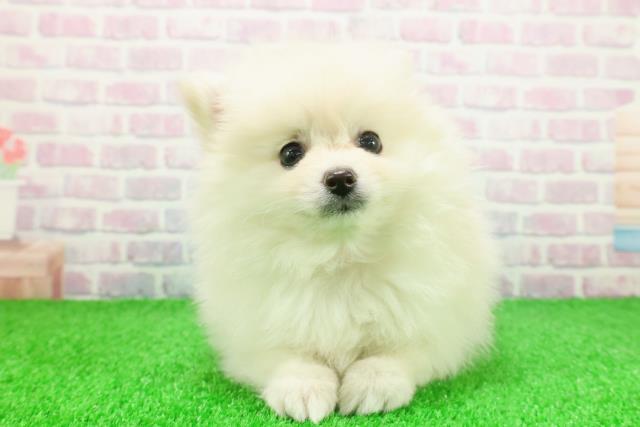 東京都のポメラニアン (Coo&RIKU浅草店/2025年11月25日生まれ/女の子/クリーム)の子犬の1枚目の画像