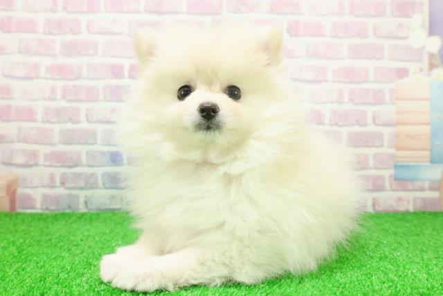 東京都のポメラニアン (Coo&RIKU浅草店/2025年11月25日生まれ/女の子/クリーム)の子犬の2枚目の画像