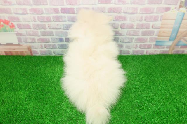 東京都のポメラニアン (Coo&RIKU浅草店/2025年11月25日生まれ/女の子/クリーム)の子犬の4枚目の画像