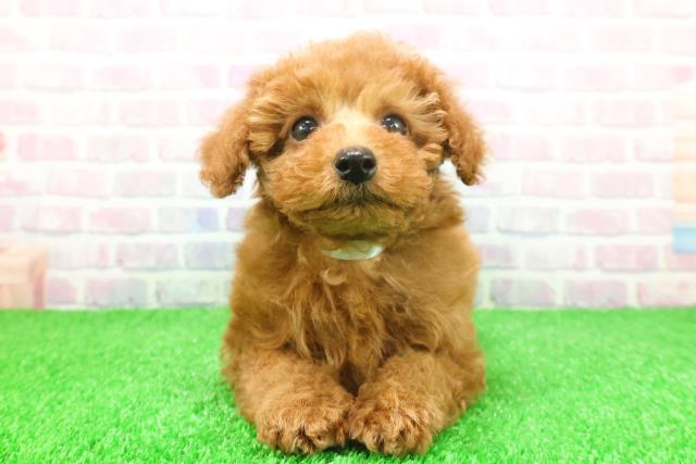 栃木県のトイプードル(トイ) (Coo&RIKU宇都宮店/2025年11月25日生まれ/男の子/レッド)の子犬の1枚目の画像