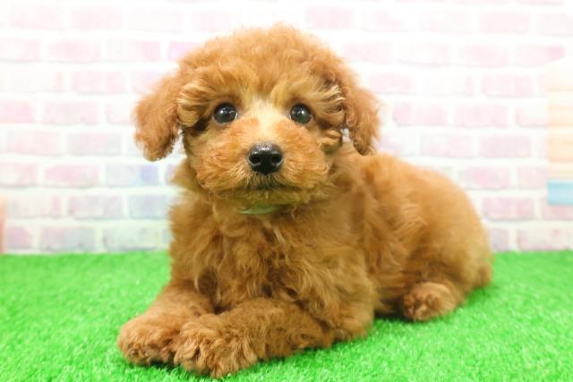 栃木県のトイプードル(トイ) (Coo&RIKU宇都宮店/2025年11月25日生まれ/男の子/レッド)の子犬の2枚目の画像